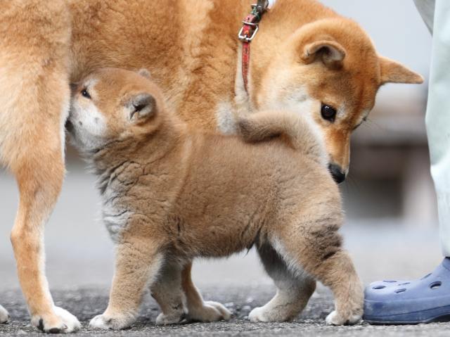 FP5A9640-puupy1-shibainu FP5A9640-puupy1-shibainu