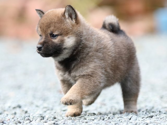 FP5A9701-puupy1-shibainu FP5A9701-puupy1-shibainu
