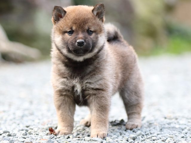 FP5A9712-puupy1-shibainu FP5A9712-puupy1-shibainu