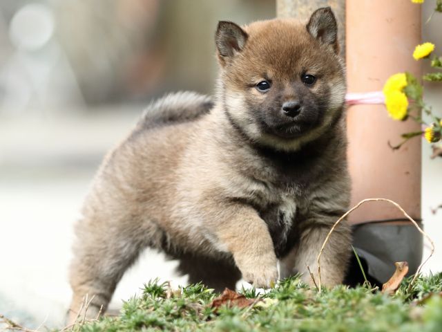 FP5A9735-puupy1-shibainu FP5A9735-puupy1-shibainu