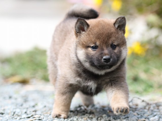 FP5A9752-puupy1-shibainu FP5A9752-puupy1-shibainu