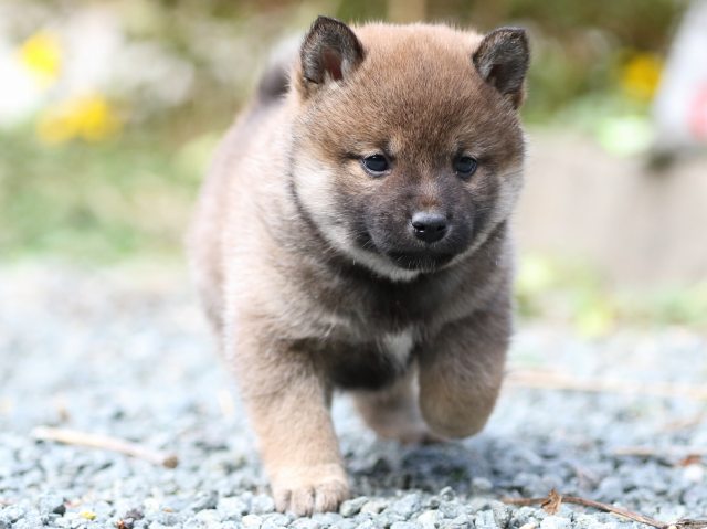 FP5A9759-puupy1-shibainu FP5A9759-puupy1-shibainu