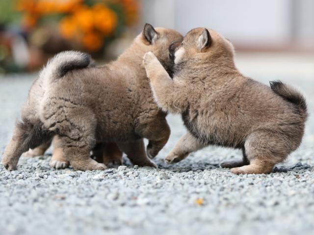 FP5A9765-puupy1-shibainu FP5A9765-puupy1-shibainu