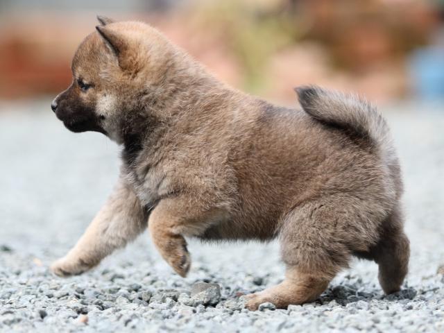 FP5A9775-puupy1-shibainu FP5A9775-puupy1-shibainu