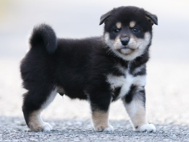 FP5A9790-puupy-shibainu FP5A9790-puupy-shibainu