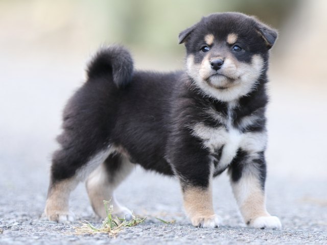 FP5A9840-puupy-shibainu FP5A9840-puupy-shibainu