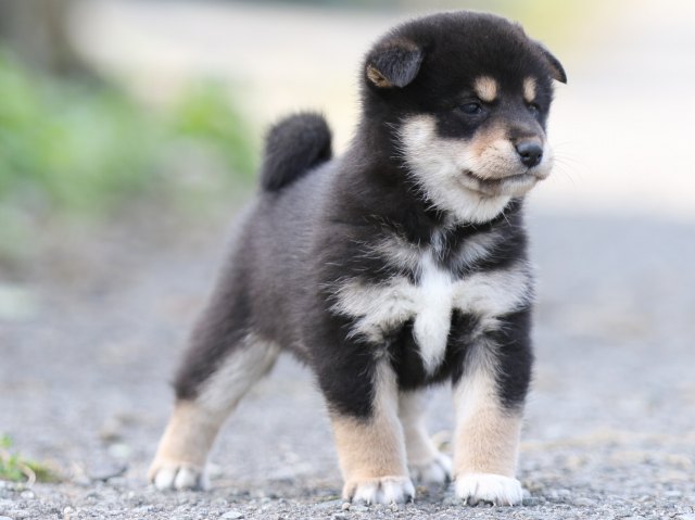 FP5A9857-puupy-shibainu FP5A9857-puupy-shibainu