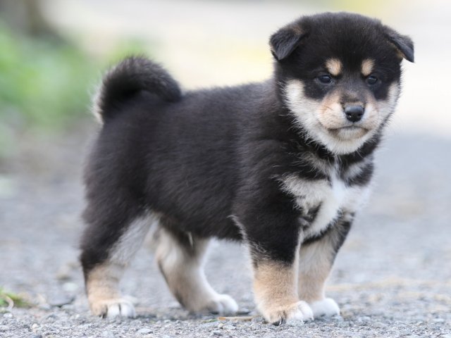 FP5A9866-puupy-shibainu FP5A9866-puupy-shibainu