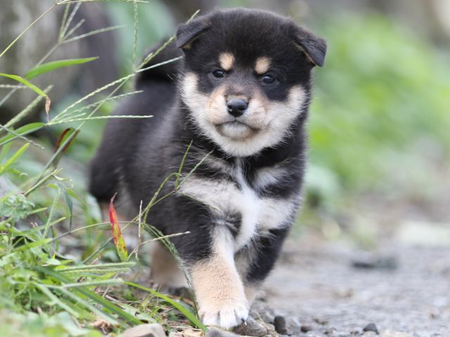 FP5A9878-puupy-shibainu FP5A9878-puupy-shibainu