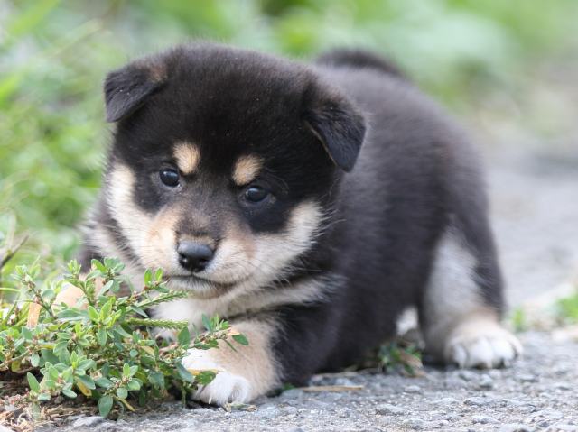 FP5A9894-puupy-shibainu FP5A9894-puupy-shibainu