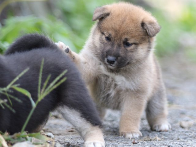FP5A9914-puupy-shibainu FP5A9914-puupy-shibainu
