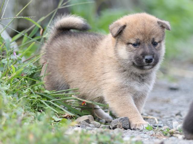 FP5A9918-puupy-shibainu FP5A9918-puupy-shibainu