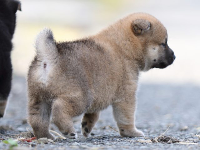 FP5A9937-puupy-shibainu FP5A9937-puupy-shibainu