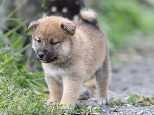 FP5A9957-puupy-shibainu FP5A9957-puupy-shibainu