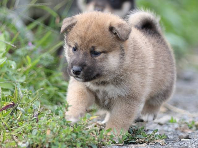 FP5A9958-puupy-shibainu FP5A9958-puupy-shibainu