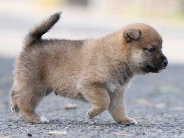 FP5A9976-puupy-shibainu FP5A9976-puupy-shibainu