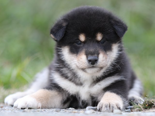 FP5A9997-puupy-shibainu FP5A9997-puupy-shibainu