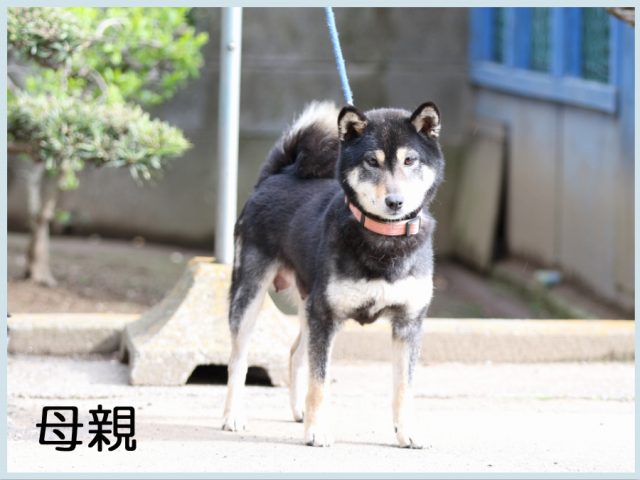 2015.3.15母 2015.3.15母