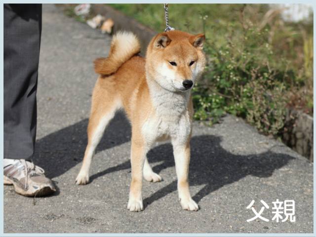2015.10.21titi-shibainu 2015.10.21titi-shibainu