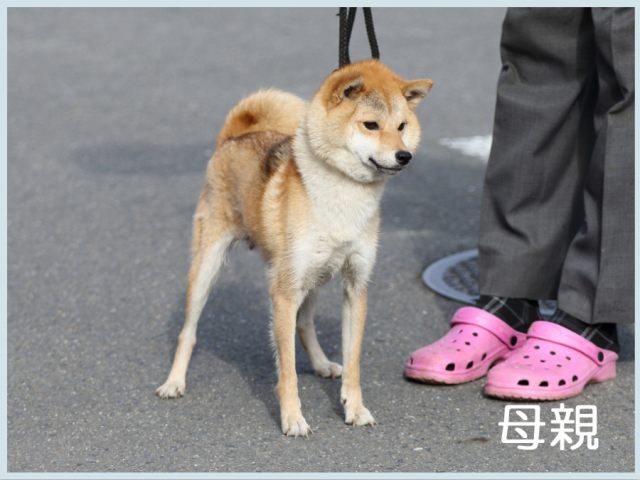 2015.10.22haha-shibainu 2015.10.22haha-shibainu