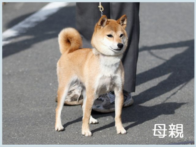 2015.9.24haha-shibainu 2015.9.24haha-shibainu