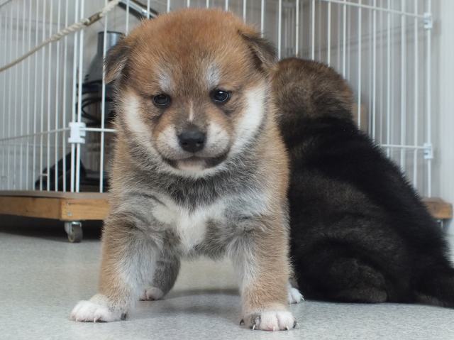 DSCF3856-puupy1-shibainu DSCF3856-puupy1-shibainu