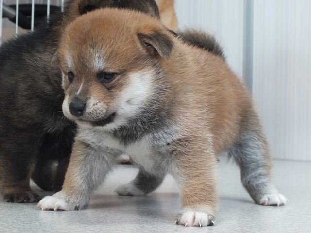 DSCF3858-puupy1-shibainu DSCF3858-puupy1-shibainu