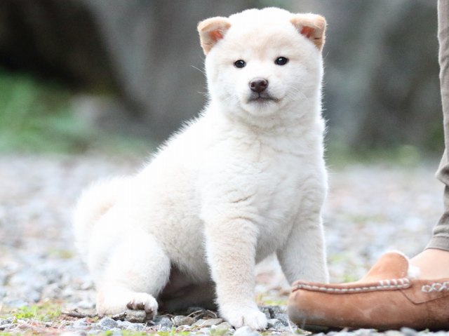 FP5A0924-puupy1-shibainu FP5A0924-puupy1-shibainu