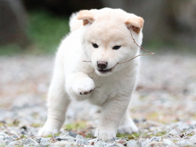 FP5A0957-puupy1-shibainu FP5A0957-puupy1-shibainu