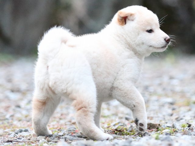 FP5A1103-puupy1-shibainu FP5A1103-puupy1-shibainu