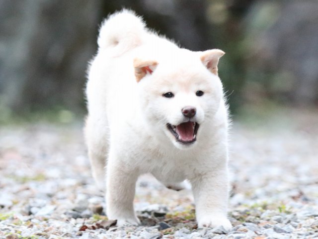 FP5A1111-puupy1-shibainu FP5A1111-puupy1-shibainu