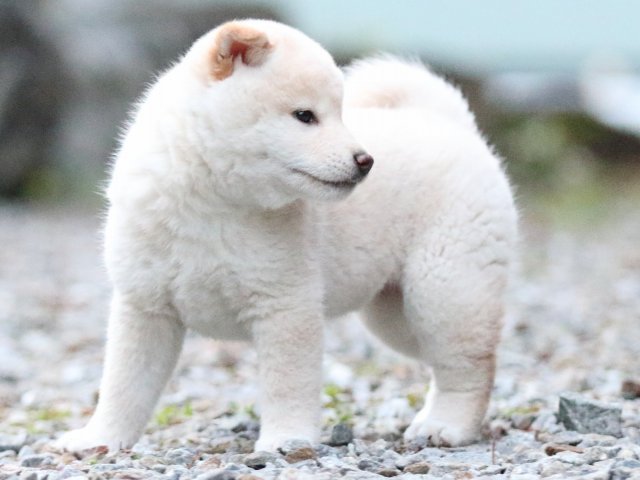 FP5A1145-puupy1-shibainu FP5A1145-puupy1-shibainu