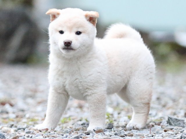 FP5A1150-puupy1-shibainu FP5A1150-puupy1-shibainu