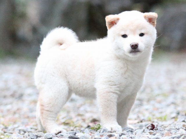 FP5A1188-puupy1-shibainu FP5A1188-puupy1-shibainu