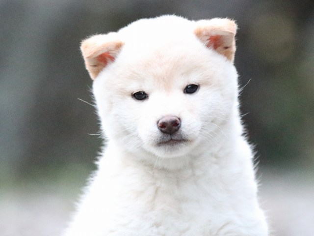 FP5A1198-puupy1-shibainu FP5A1198-puupy1-shibainu