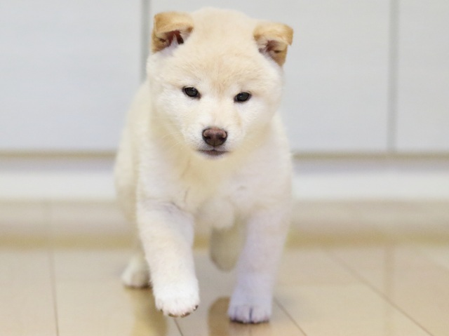 FP5A1553-puupy1-shibainu FP5A1553-puupy1-shibainu