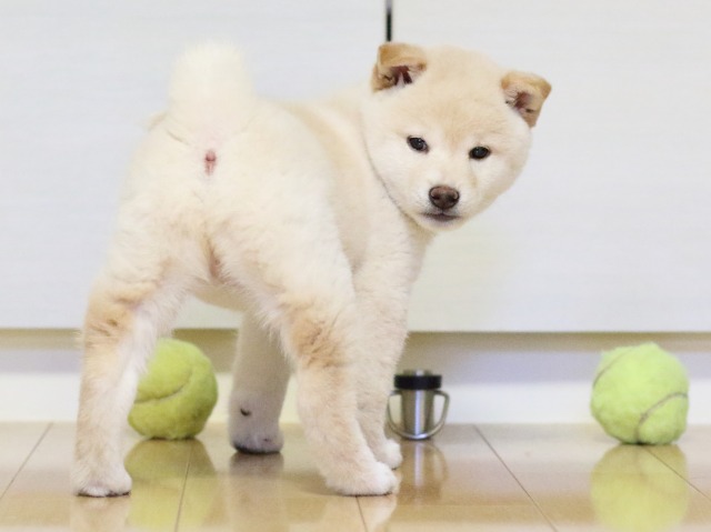 FP5A1558-puupy1-shibainu FP5A1558-puupy1-shibainu