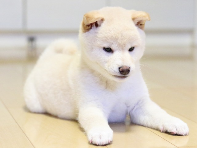 FP5A1685-puupy1-shibainu FP5A1685-puupy1-shibainu