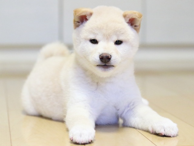 FP5A1697-puupy1-shibainu FP5A1697-puupy1-shibainu