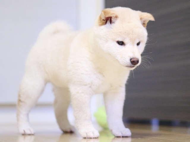 FP5A1772-puupy1-shibainu FP5A1772-puupy1-shibainu