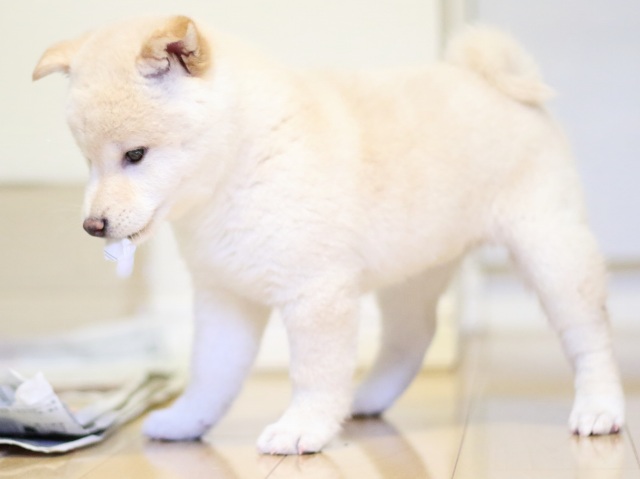 FP5A1814-puupy1-shibainu FP5A1814-puupy1-shibainu
