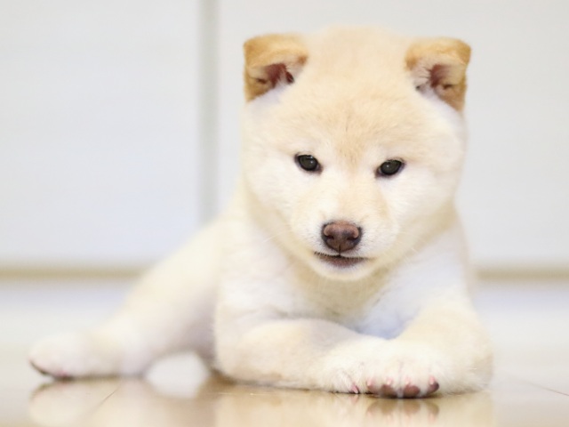 FP5A1967-puupy1-shibainu FP5A1967-puupy1-shibainu