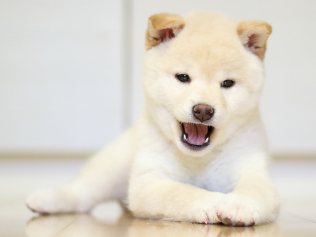 FP5A1972-puupy1-shibainu FP5A1972-puupy1-shibainu