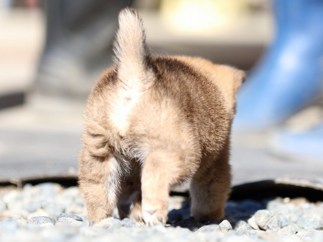 FP5A2001-puupy1-shibainu FP5A2001-puupy1-shibainu
