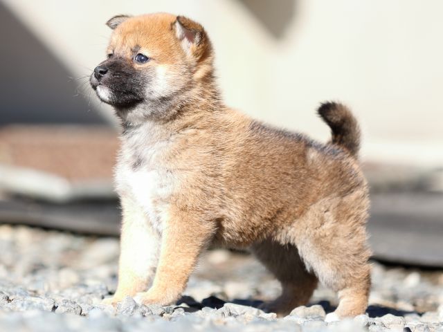 FP5A2012-puupy1-shibainu FP5A2012-puupy1-shibainu