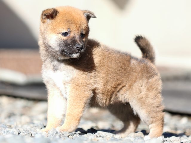 FP5A2016-puupy1-shibainu FP5A2016-puupy1-shibainu