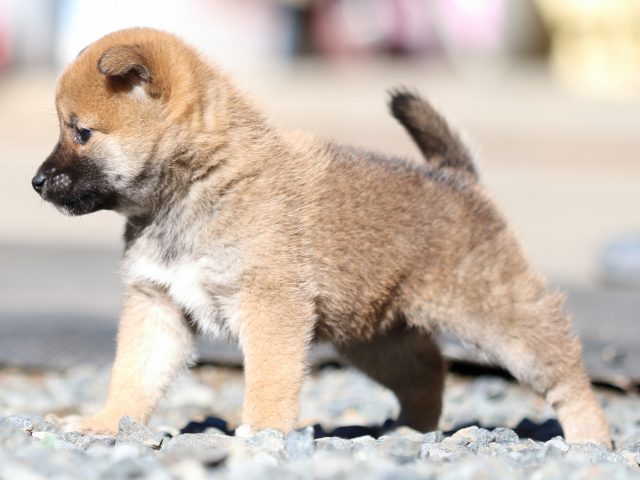FP5A2047-puupy1-shibainu FP5A2047-puupy1-shibainu