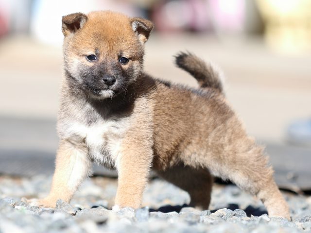 FP5A2056-puupy1-shibainu FP5A2056-puupy1-shibainu