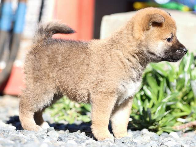 FP5A2112-puupy1-shibainu FP5A2112-puupy1-shibainu