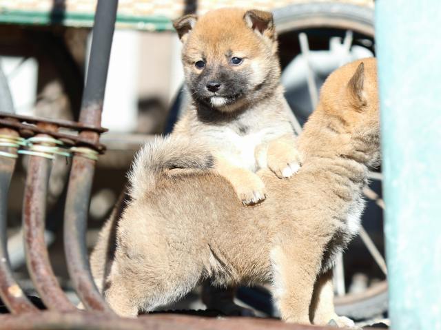 FP5A2131-puupy1-shibainu FP5A2131-puupy1-shibainu